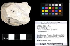 Foto (Objekt + Etiketten) von Goniodromites sp. 